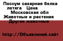 Поссум.сахарная белка-летяга › Цена ­ 4 000 - Московская обл. Животные и растения » Другие животные   